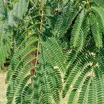 Albizia julibrissin Leaf