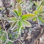 Terminalia prunioides Leaf