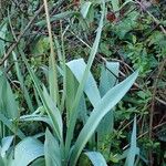 Tulipa agenensis Habit