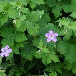 Geranium krameri 葉