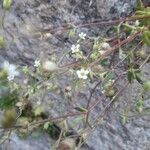 Saxifraga tridactylites Floare