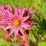 Sempervivum montanum ফুল