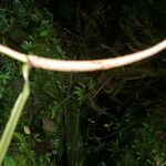 Anthurium propinquum 树皮