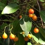 Cordia caffra