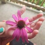 Echinacea pallida花