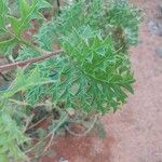 Grevillea bipinnatifida