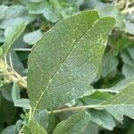 Amaranthus blitum ഇല