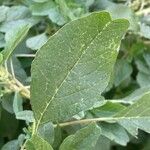 Amaranthus blitum Leaf