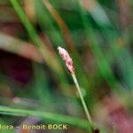 Eleocharis multicaulis फल