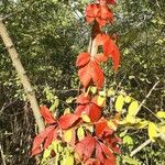 Parthenocissus inserta Leaf