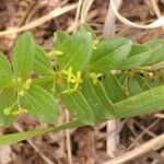 Cruciata glabra Blomst