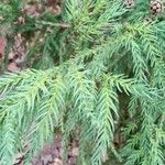 Cryptomeria japonicaFuelha