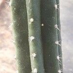 Trichocereus macrogonus Leaf