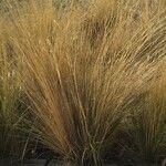 Stipa lessingiana ഇല