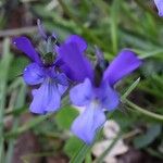 Viola bubanii Kwiat