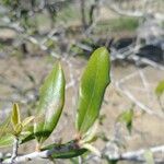 Quercus fusiformis Hoja