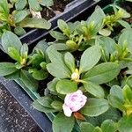 Rhododendron indicumFlors