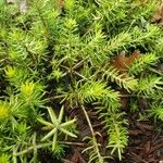 Petrosedum forsterianum Habit