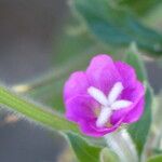 Epilobium hirsutumKwiat