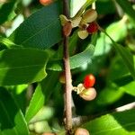 Maytenus boaria Fruit