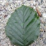 Alnus alnobetula Liść