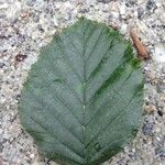 Alnus alnobetula Blad