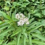 Sambucus ebulusFlower