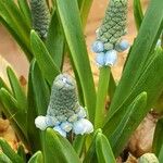 Muscari botryoides Flower