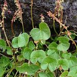Oxyria digyna ফুল