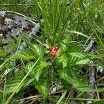 Rubus saxatilisBlad