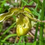 Phragmipedium longifolium Кветка