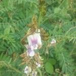 Tephrosia noctiflora Квітка