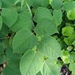 Reynoutria japonica 葉