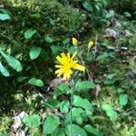 Hieracium murorumFlower