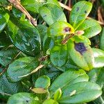 Vaccinium vitis-idaea Leaf