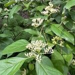 Cornus foemina Leaf