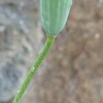 Papaver rhoeas Fruit