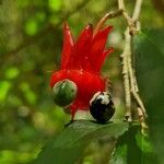 Ochna serrulata Fruit