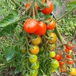 Solanum lycopersicum Fruto