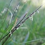 Nardus stricta Fruit