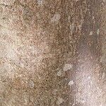 Acer cissifolium Casca