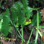 Philodendron lingulatum Habit
