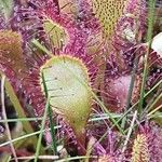 Drosera × obovata പുഷ്പം