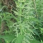 Urtica dioicaBlodyn