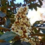 Eriobotrya japonica Flower