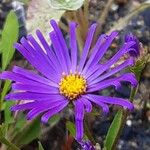 Aster amellus Flower