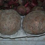 Amorphophallus paeoniifolius Kéreg/szár