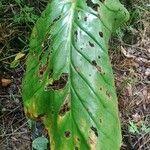 Cardiocrinum giganteum 葉