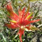 Castilleja miniata Flor