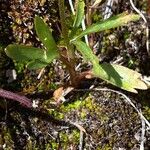 Ranunculus arvensis Leaf